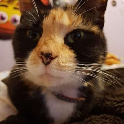 g0d0fninjas21's profile picture. 