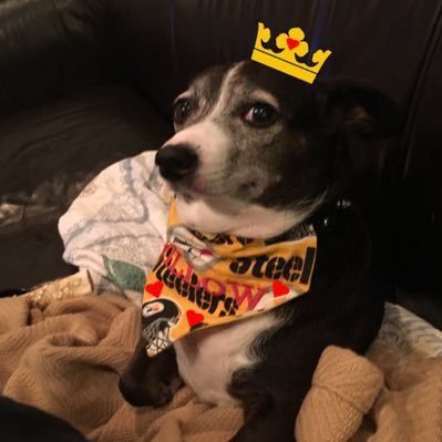 WillowsKitsDad's profile picture. I’ve had 3 horses shot out from under me. PIT-ATL-PIT. Steelers, Pens, Pirates, Pitt, Geneva, rescue pets, big fan of justice. Fierce patriot 🇺🇸.