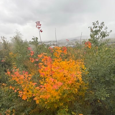 Manlike_bolo's profile picture. i'm Red red is Life 🔴🔴 Young deltan on 🔥🔥🔥 |real vibe | real 🇳🇬🇬🇧 #manufc