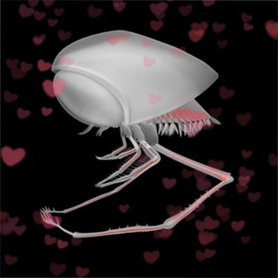 clausocaris's profile picture. it/she