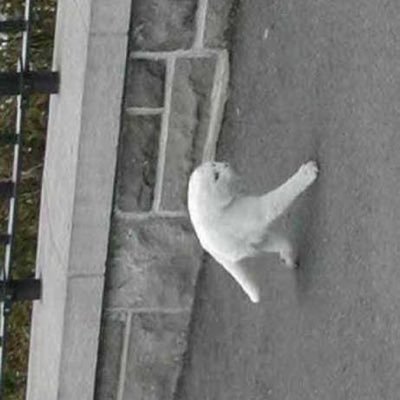 n0suk9's profile picture. 純ジャパ #polyglot / 基幹B1 / 哲学 / 言語学 / #lovefighters / ブロスタ / #Splatoon / スキー / #Basstrombone / #Bassposaune / Orchestra / 🇫🇷 / ADHD / ASD / HSP / だいたいフォロバします