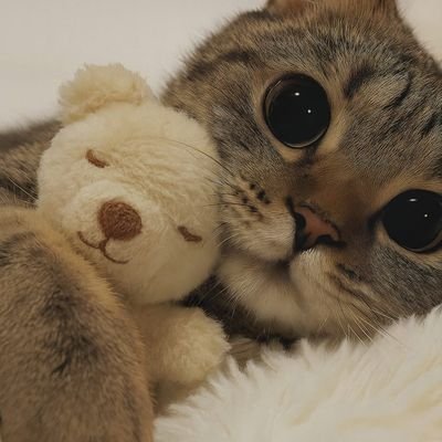 guythehomeless's profile picture. Mai original hu