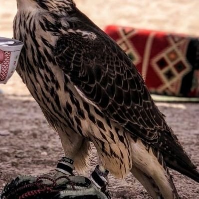 abnalyaman10033's profile picture. الأمـس عشناه ولن يعود واليـوم نعيشه ولن يدوم و الغـد لا ندري أين سنكون 
فـصافح وسامح ودع الخلق للخالق فأنا وأنت وهم راحلون💜