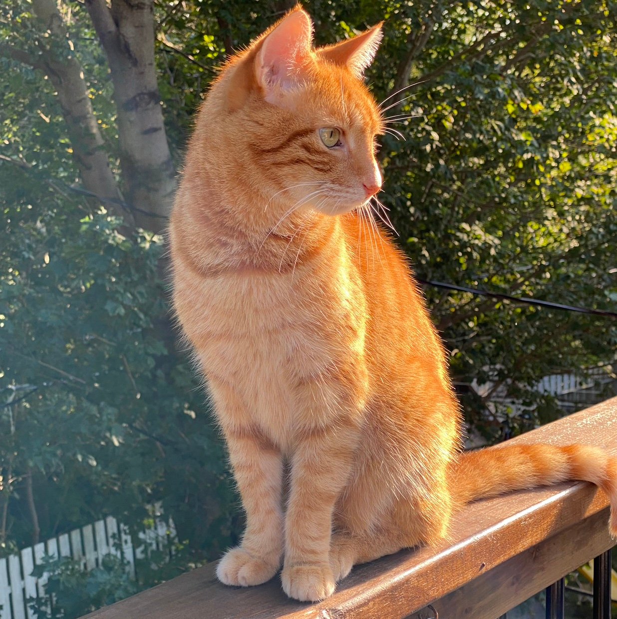 hamler2121212's profile picture. sensitive young man