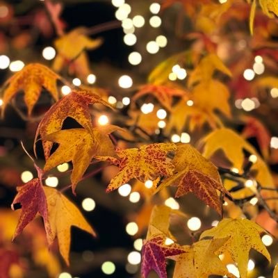 saif_vienna's profile picture. 