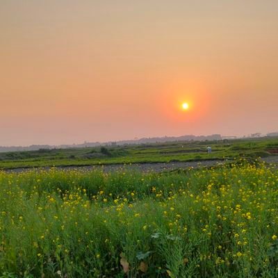 MDshawon391976's profile picture. 