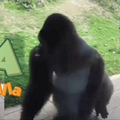 Zolaspinninggor's profile picture. 