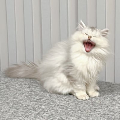 amopoke06's profile picture. あもこの裏！フォロー返してます！制限で追いつかない時あります🥺本体→@amoko_official