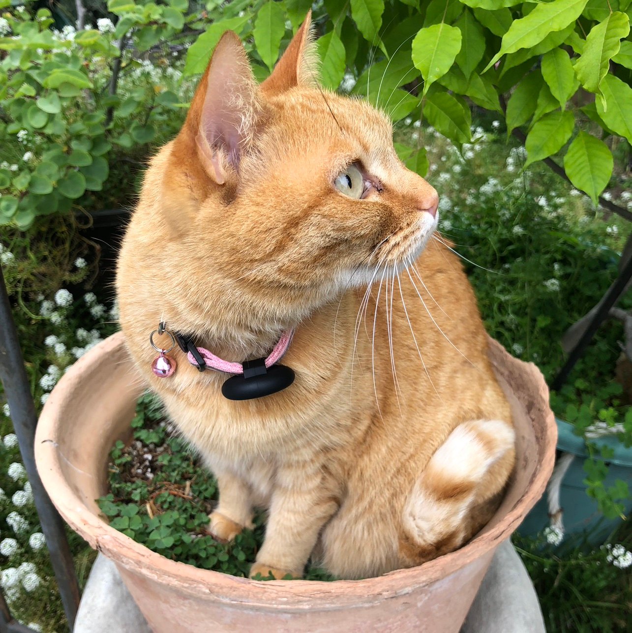 JanetsCat's profile picture. Not a fan of trivia or ostriches. Lover of knowledge, common sense, and kindness