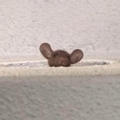 somcarrie's profile picture. але можна миша 🐁 Схід, націоналізм, щирість і трохи романтики