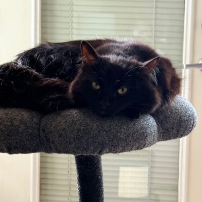 ljhickey24's profile picture. Very proud Democrat , Feminist and ardent Animal Rights advocate. LGBTQ ally. Super proud member of #TheResistance. Trump supporters gleefully blocked