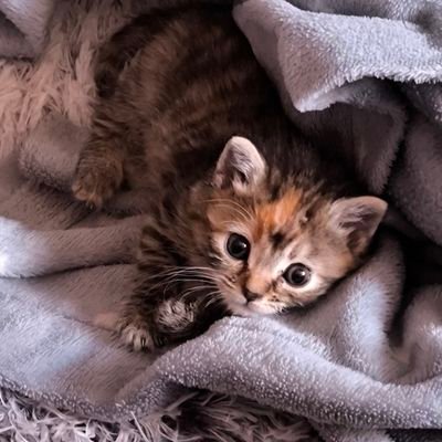 QPQHaw's profile picture. Estoy de mongoreplies hasta los ovarios.
Estoy de todólogos hasta los pechotes. No alecciono gratis, sigue en tu estulticia.

Socia 24/7 con @CortaoEl