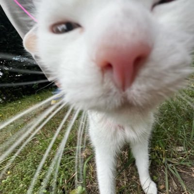 4mbr0s3y's profile picture. 