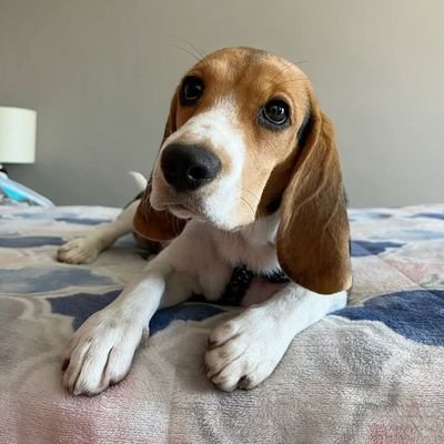 nymmpolls's profile picture. Mets fan who used to make polls about the Mets.....just here to talk ball nowadays. Knicks and jets fan as well