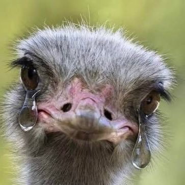 MBPrairieGirl6's profile picture. “If we want Conservative principles to win the battle of ideas, we have to defend them openly, with passion and conviction.” #MaximeBernier