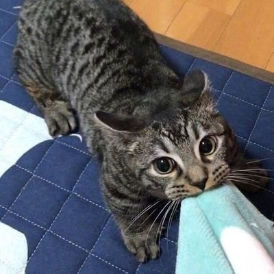 AHerretic's profile picture. 