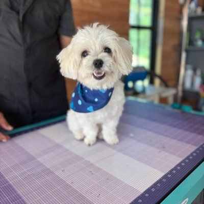 ronitoaho07's profile picture. #K12Teacher #UCLA #History #Bachelors @NU #Teachcredential #CalLutheranUniversity #MAEdLeadership #AdminCredential #AugustaUniversity #SpecialistDegree #May2023