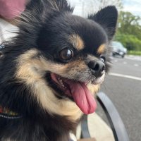 かぶチワワLv14 (@kabuchiwa) 's Twitter Profile Photo