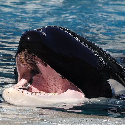 cetawhale's profile picture. ( ♡ Tuar, Katina, Corky ♡ ) alongside (Takara, Sakari, Kyuquot) 
( ❤KAMEA❤).  https://t.co/CDKKkSfp93… is my YT