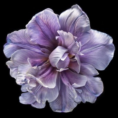 amohellang's profile picture. 