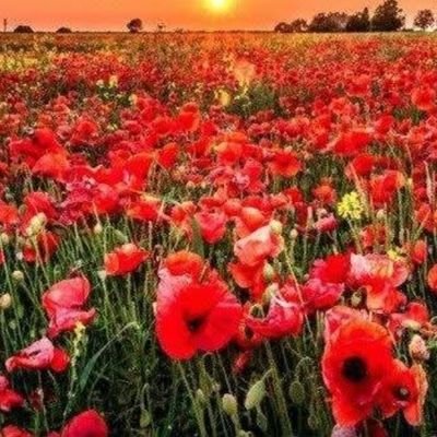 ECSesx's profile picture. I believe we should preserve our beautiful country, our culture and our traditions.