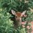 elfoile's profile image