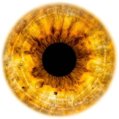 king_savaj_999's profile picture. Lioness named King 

One of One