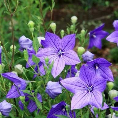 Ysyv2y's profile picture. 桔梗（ききょう）と読みます。 アイドル応援×メタバース。ボーナスでカメラを買うか悩み中。 撮った写真はメタバースに飾りたい。地元のアイドルを中心に応援していきます。