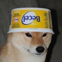 dumbmaxo's profile picture. 20⬆️| Zzz...