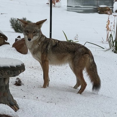 AnikiRip's profile picture. software engineer, doing N=1 experiments to cure my autism