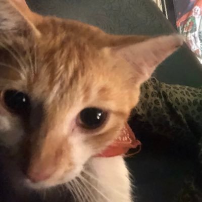 streller101's profile picture. Code? Trade? I’m in