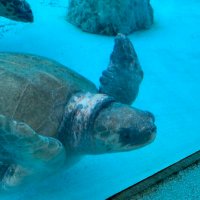 常葉 開@game (@hiraku_tokiwa) 's Twitter Profile Photo