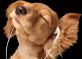 UK_PetSupplies's profile picture. Cheap pet supplies from the UK's leading pet shops online all in one place! Aquaria, designer dog clothes, pet food, beds for cats and dogs and much more .