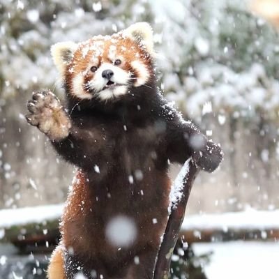 LenkaRowenaXIV's profile picture. (Mid 20s)(INFP-T) - Pandas, Memes and Art 

1# British Butter Bear Stan 🐻

🎮  I also play games sometimes - ACNH(DA-1219-2463-8981) - FFXIV Warrior lvl 68