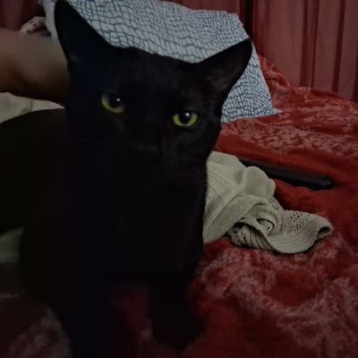 thevampirsct_'s profile picture. distraída, impaciente e indecisa.