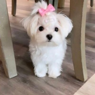 Mixx445's profile picture. 18 🔞 ONLY REPLY TO "MENU" /Dm for content and FaceTime 🥵 on telegram or iMessage serious buyers only ‼️💬