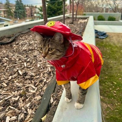 pulkitkgupta's profile picture. love you all