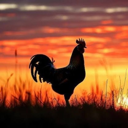 ArdriBawkBawk's profile picture. I identify as a chicken.