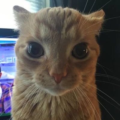 camily_ilyy's profile picture. servindo bicha muda calada