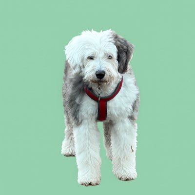 julianthinks24's profile picture. Hubby, Dad, Grandpa. Jewish. Former CEO & Actor/Singer. NED & School Governor. Sex not Gender. Wants homes, education, jobs, health, social care & peace for all