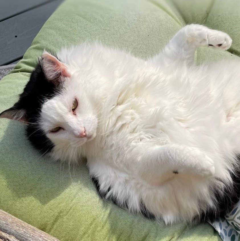 whathokelsie's profile picture. 