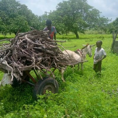 YayaYar7215's profile picture. Hello my new friend

I hope this message finds you well My name is Sarjo and I am writing to you from The Gambia a small but incredibly vibrant country in West