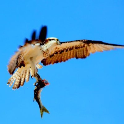 JackieDevereaux's profile picture. Writer, Journalist, Screenwriter, Photographer, Animal Lover, Minister, Cosmologist, Astrologer, and a good cook too. I study the Universe. I study God!