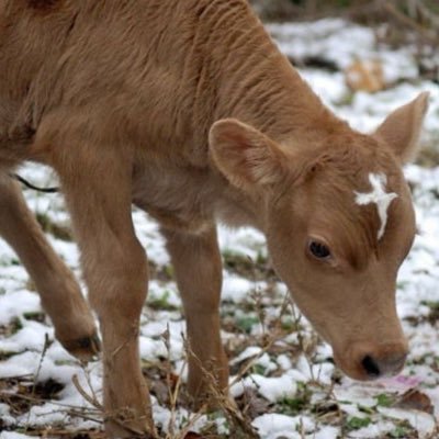 through_the_mud's profile picture. 