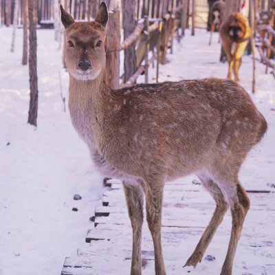 Babbieeszj's profile picture. Do the best you can until you know better. Then when you know better, do better.