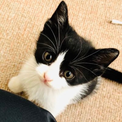 noranyan_238's profile picture. ﾃﾞﾚがなくてﾂﾝのみﾊﾁﾜﾚぷっちゃんとのんびりまったり白猫ヒオ爺の何気ない日常を偶にෆ̈ ﾘﾂｲｰﾄ多いから表示OFFにしてねෆ̈ ﾒﾝﾌｸﾛｳ ﾎﾞｰﾙﾊﾟｲｿﾝ→@LAW_0923ෆ̈ DM✖︎