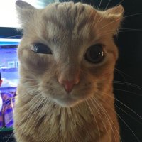 lenteja con ketchup (@lorddarwin02) 's Twitter Profile