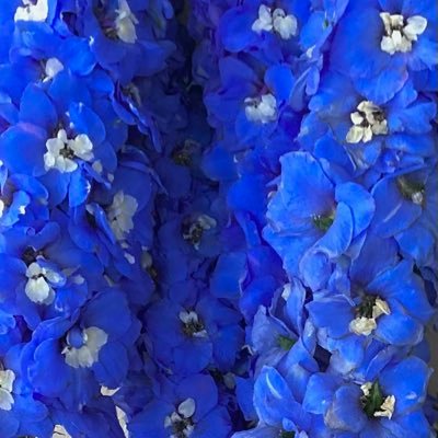 EmmasOfficialA's profile picture. Beauty is an experience, It is not a fixed pattern or an arrangement of features. It is something felt, a glow, or a communicated sense of fineness.