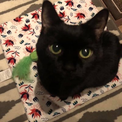 WishingWell44's profile picture. asexual - they/them - 30 ↑ ♡ plave ♡