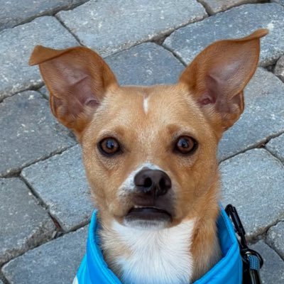 MINAHATESYOU's profile picture. this is a tino tonitini stan account